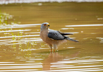 Shikra