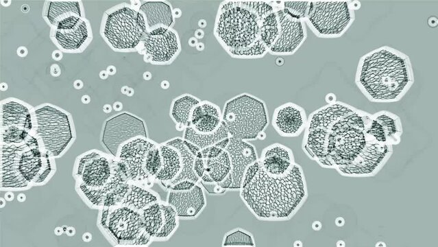 Slow movement of cells under the eyepiece of a laboratory microscope.