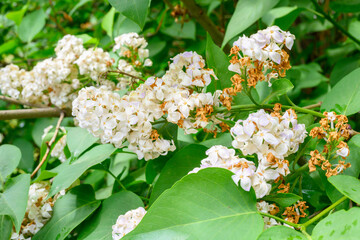 Blooming spring flowers. Beautiful flowering flowers of lilac tree. Spring concept. The branches of lilac on a tree in a garden.
