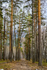 South Ural forest road with a unique landscape, vegetation and diversity of nature.
