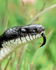 Vertical closeup of a black and white eastern rat snake with its forked tongue sticking out