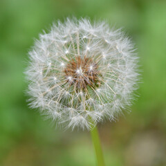 Fototapeta premium タンポポ