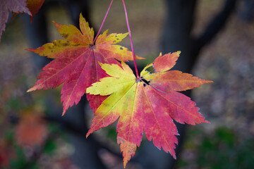 Korean Maple Tree Colorful Leaves Closeup With All Shades Of Red, Yellow, and Orange Colors During Fall Season