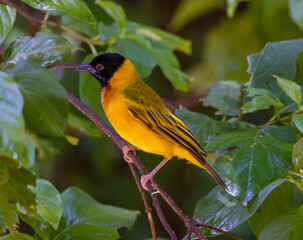 Weaverbird