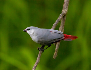Lavender waxwing