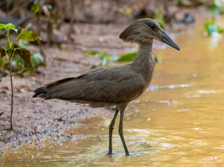 Hamerkop