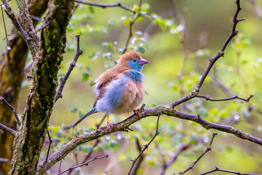 Red-cheeked cordonbleu