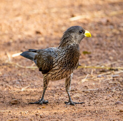 Western plantain-eater
