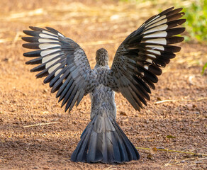 Fototapeta premium Western plantain-eater