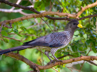 Western plantain-eater