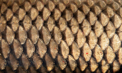 Fish scales close up. The skin of a fish as a background. © Vera