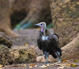 Hooded vulture