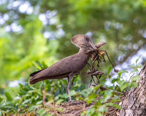 Hammerkop