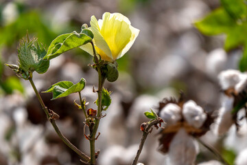Cotton flower on a blurred background of a field with open bolls.