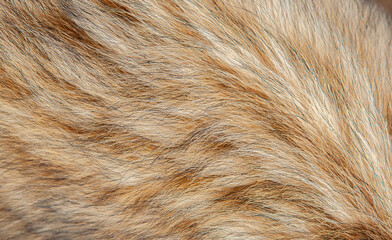 Beautiful spotted fur close-up. Texture of brown animal wool. Dog fur.