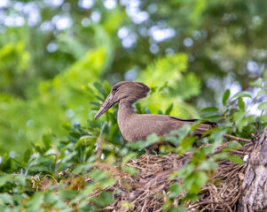 Hammerkop