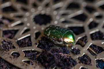 Prächtiger Rosenkäfer Cetonia Aurata