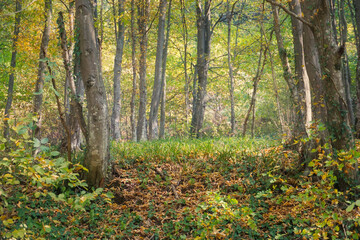 autumn in the forest
