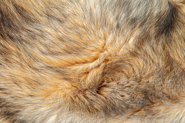 Beautiful spotted fur close-up. Texture of brown animal wool. Dog fur.
