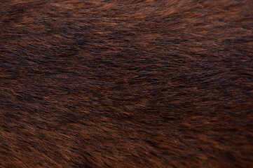 Beautiful spotted fur close-up. Texture of brown animal wool. Dog fur.