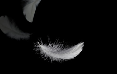 Abstract White Bird Feathers Falling in The Dark. Feathers Floating on Black.
