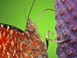 Naklejka premium close-up of butterfly on the flower
