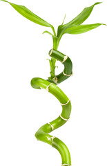 Fototapeta premium Bamboo plant
