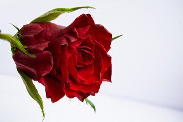 red rose flower, red roses composition romance, beautiful, flower shop, romantic, valentine, floral, love
