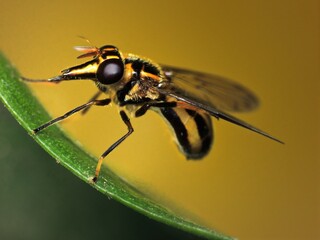 close-up of wasp bee on leaf