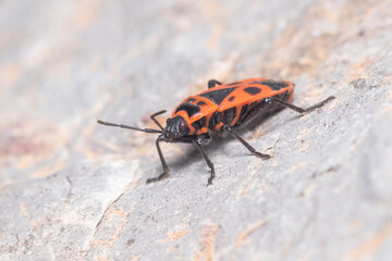 Pyrrhocoris apterus walking on a rock under the sun
