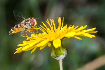 Eupeodes sp. posed at the top of a yellow flower on a sunny day