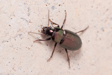 Ground beetle, Harpalus sp., climbing a concrete wall under the sun