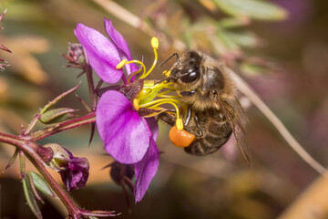 Apis mellifera bee harvesting pollen from a purple flower on a sunny day