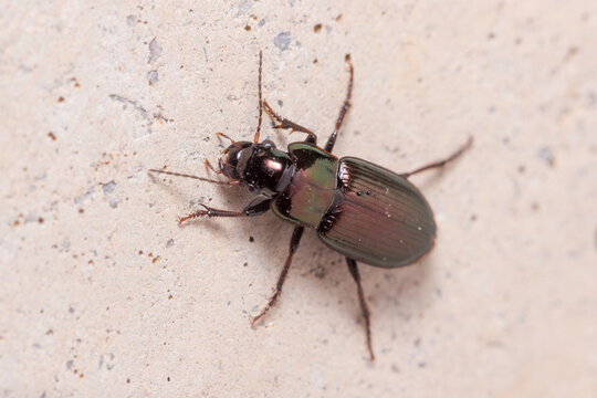 Ground beetle, Harpalus sp., climbing a concrete wall under the sun