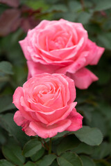 薔薇