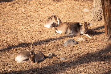 A beautiful sika deer is resting in the forest in autumn.