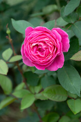 薔薇