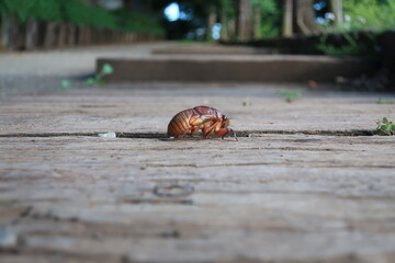 蝉の幼虫が地面を闊歩している様子