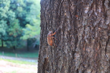 蝉の幼虫が羽化に向けて元気に木登りを始めている様子