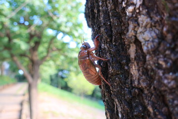 蝉の幼虫が羽化に向けて元気に木登りを始めている様子