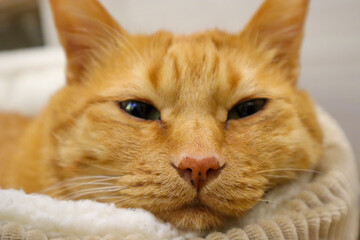 Obraz premium 猫
