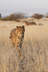 cheetah in the African savannah waiting for prey Namibia.