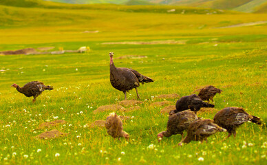 Turkeys walk on the grass in a green meadow in a pasture. Animal husbandry and agriculture in the mountains.