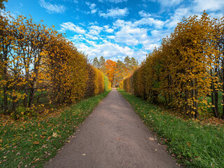 Alexander Park (Tsarskoye Selo). An alley with a hedge and the 