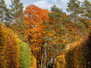 Fototapeta premium Alexander Park (Tsarskoye Selo). An alley with a hedge and the 
