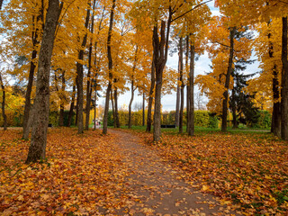 Alexander Park (Tsarskoye Selo). An alley in the 
