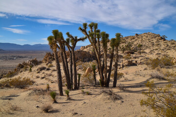 Joshua Trees at Piute Butte, Mojave Desert, California