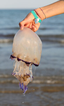 hand with jellyfish with stinging tentacles