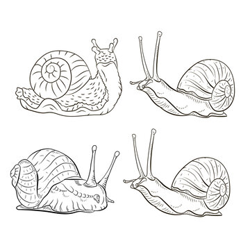Snail, vector drawing. Black and white image, coloring book for children.