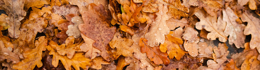 Autumn banner, background of yellow fallen leaves, close-up, selective focus